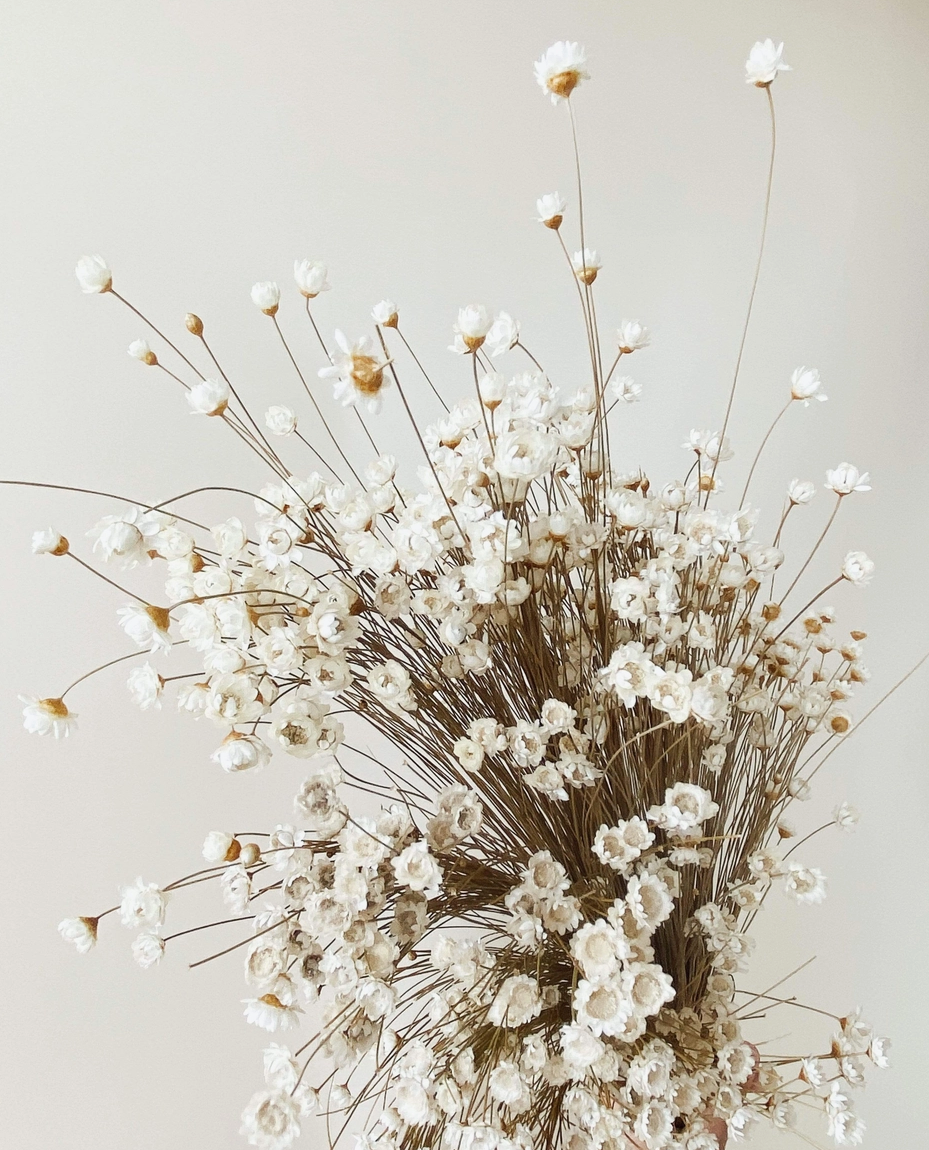 Natural Dried White Star Flower